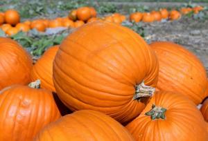 این ترفندها، بهترین کدو حلوایی بازار را به شما تحویل می‌دهد!