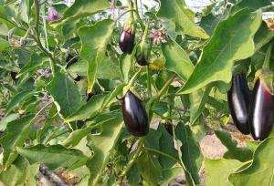 ۸۰ درصد گلخانه‌ها به کشت سبزیجات اختصاص دارد؛ پیشتازی تهران