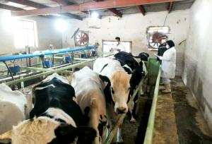 پایش بیماری سل و بروسلوز در گاوداری‌های بوشهر انجام شد