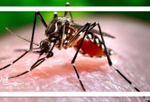 زنگ خطر پشه آئدس؛ وزارت بهداشت خواستار بسیج ملی برای پیشگیری از تب دِنگی شد