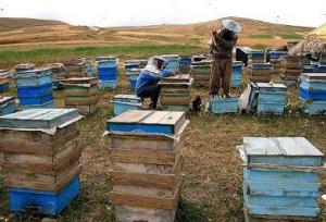 فعالیت ۹۷۶ هزار کلنی زنبور عسل در فارس/ تولید ۱۲ هزار تن عسل