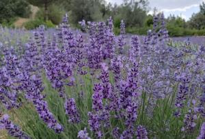 توقیف یک تن گیاه دارویی در خرم‌آباد