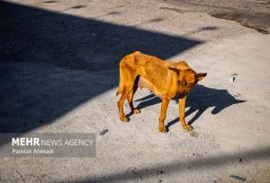 ورود حیوانات وحشی به روستاهای طرقبه شاندیز