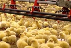 شکستن رکورد جوجه‌ریزی در کهگیلویه و بویراحمد