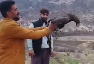 سارگپه زخمی پس از دو ماه تیمار به طبیعت سروآباد بازگشت