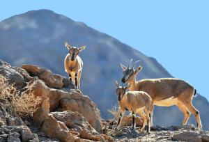 پایش حیات وحش کرمانشاه برای شناسایی «تب برفکی»/ تاکنون موردی مشاهده نشده