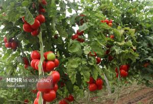 بذر هیبرید گوجه فرنگی در بوشهر رونمایی شد