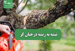 تیشه به ریشه درختان کر