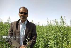 نارویی: برداشت چین دوم حنا در قطب تولید حنای کشور به پایان رسید