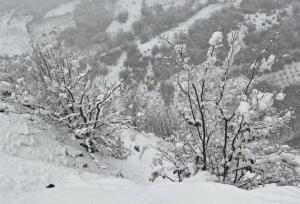 بارش زیبای برف در دهستان خورهه از توابع شهرستان محلات