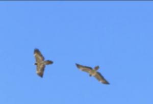 رصد ۲ همای نابالغ در آسمان پارک ملی صیدوا و منطقه حفاظت‌شده پرور