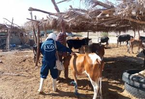 اجرای واکسیناسیون تب برفکی بیش از یک میلیون دام در جنوب شرق