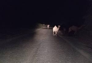 تصادف خودروی سواری با شتر در بندرلنگه ۳ نفر را راهی بیمارستان کرد