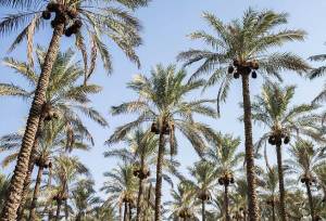 نخلستان ۲ هکتاری در جنوب لرستان ایجاد می‌شود