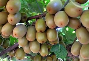 صادرات کیوی از ۷ مهر آزاد می‌شود