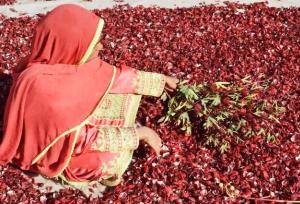 برگزاری نخستین جشنواره چای ترش در دلگان سیستان و بلوچستان