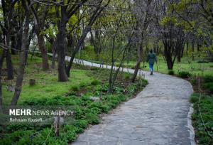 علیزاده: ۸۰۰۰ گونه گیاهی و نمونه در باغ گیاه‌شناسی نوشهر ثبت است
