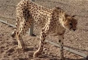 انقراض یوزپلنگ بافق؛ نابودی سرمایه‌های طبیعی جبران‌ناپذیر است