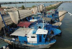 تکثیر و پرورش ماهیان خاویاری در مازندران تقویت شود