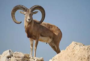 تصاویر دیدنی از بز کوهی در منطقه شکار ممنوع سوادکوه
