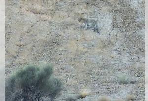 عباسیان: تراژدی انقراض یوزپلنگ ایرانی برای جمعیت محدود پلنگ تکرار نشود