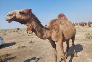 پرورش ۶۵۰ نفر شتر در دشت عباس دهلران، طرحی علمی برای دامداری پایدار و اشتغال بومی