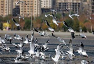 محیط‌زیست اصفهان: صدور مجوز شکار پرندگان به دلیل آنفلوآنزا ممنوع شد