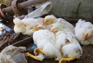 فتاحی:پنج میلیون دز واکسن آنفلوآنزای فوق حاد پرندگان در مرکزی تزریق شد