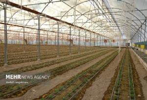 بیش از ۱۱۰۰ هکتار به مساحت گلخانه‌های کشور افزوده شد