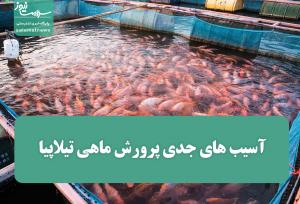 آسیب های جدی پرورش ماهی تیلاپیا برای محیط زیست