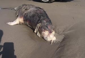 ۶۰ فوک خزری در سواحل گیلان تلف شدند؛ آغاز گشت مشترک پایش در خزر