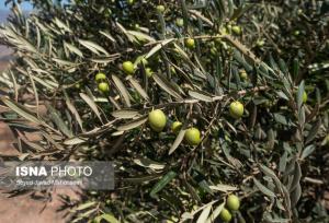 رئیس انجمن زیتون زنجان: موانع تغییر کاربری و محیط‌زیست، توسعه صنایع زیتون را قفل کرده است 