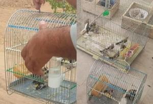 کشف محموله بزرگ سهره‌ طلایی از یک شکارچی متخلف در مریوان