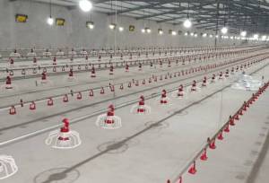 افتتاح پنج طرح کشاورزی همزمان با دهه فجر در بیجار