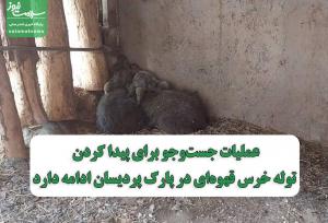 عملیات جست‌وجو برای پیدا کردن توله خرس قهوه‌ای در پارک پردیسان ادامه دارد