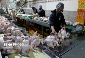 ارسال روزانه بیش از ۷۰۰ تن گوشت مرغ از مازندران به سایر استان‌های کشور