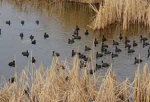 ورود پرندگان مهاجر به تالاب بیشه‌دالان بروجرد؛ جلوه‌ای از حیات دوباره در نگین سبز لرستان