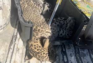 نجات پلنگ بیمار در بشاگرد