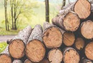 کشف بیش از ۴ تن چوب قاچاق باغی فاقد مجوز در آزادشهر