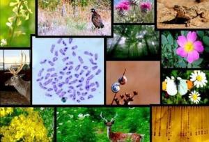 کمیته ملی هوشمندسازی حفاظت از تنوع زیستی برگزار شد