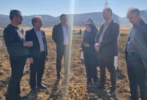 برداشت سیب‌زمینی بذری در چرداول آغاز شد