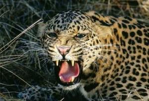 حمله یک قلاده پلنگ به دام‌های اهلی در رودان