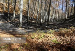 دستور شبانه دادستان آمل برای ممنوعیت اقامت شبانه گردشگران در جنگل‌ها