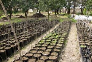 شورای راهبری برای اجرایی طرح مردمی کاشت یک میلیارد برگزار شد