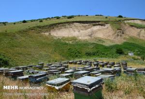هادی زاده: زنبورداران آملی ۳۵۰ تن عسل تولید کردند