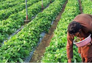 خراسان جنوبی آماده جهش گلخانه ای؛ توسعه منوط به حمایت دولت