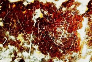 کشف نگاره‌ سوزنی یکی از شاهان ساسانی در صخره‌های شهر استخر فارس