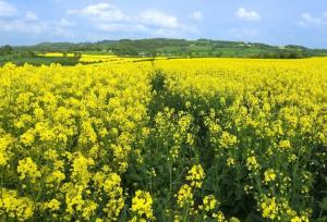 مزارع کلزای خراسان شمالی آماج هدف پرندگان