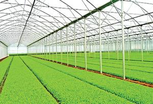 معاون استاندار خوزستان:  شهرک‌های کشاورزی زیرساخت تحقق کشاورزی نوین هستند