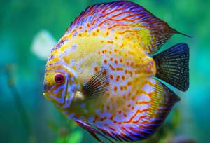 تولید ۲ میلیون قطعه ماهی زینتی در لرستان 